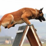 competitii canine - dogmaster