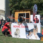 demonstratii dresaj canin - dogmaster