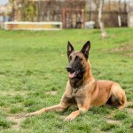 Solo - caini Dogmaster