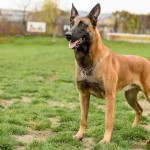 Solo - caini Dogmaster